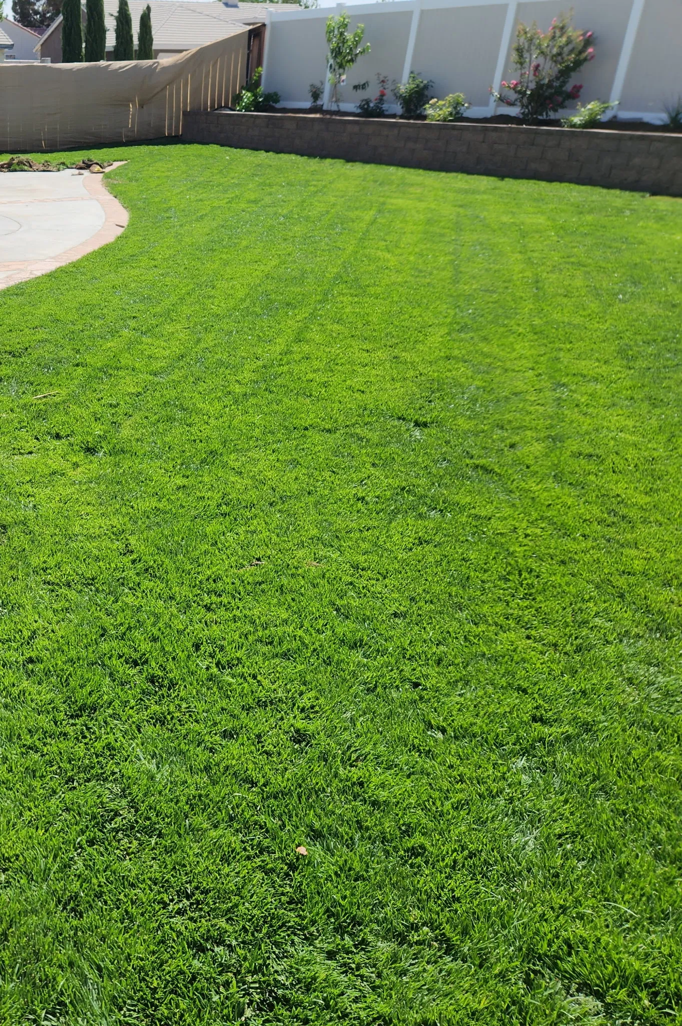 Thick, healthy sod lawn established in a backyard corner