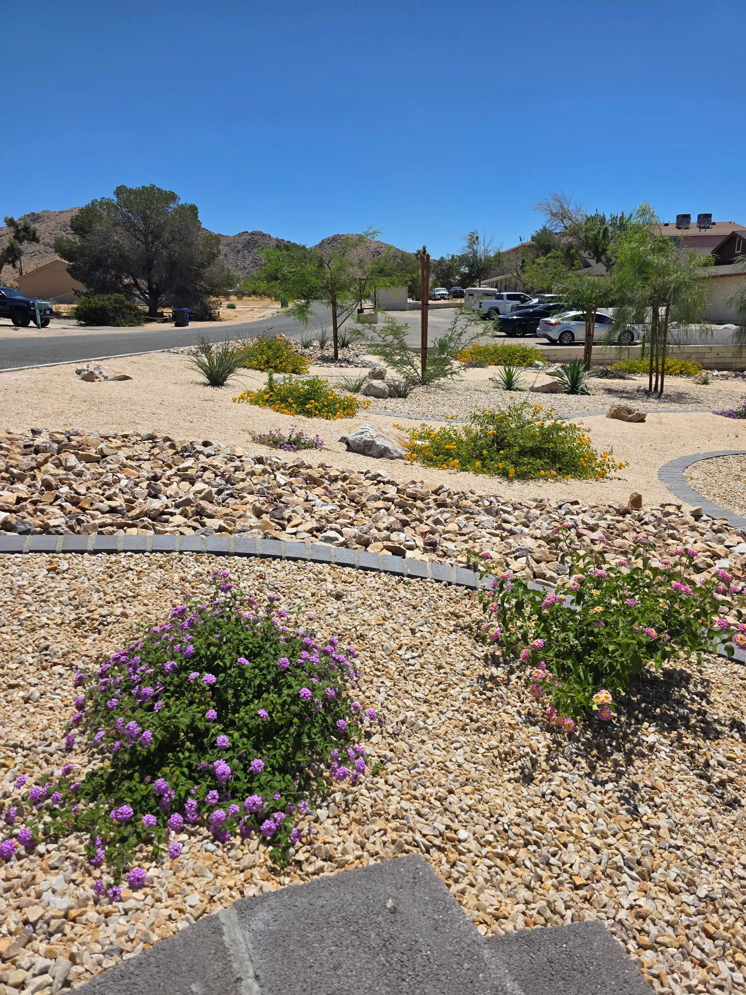 Drought-tolerant desert planting bed with flowering shrubs, boulders, and decorative gravel